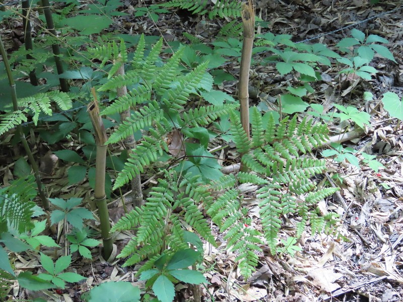 Western Brackenfern photo 7