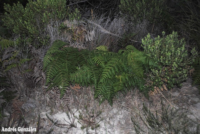 Tropical Brackenfern
