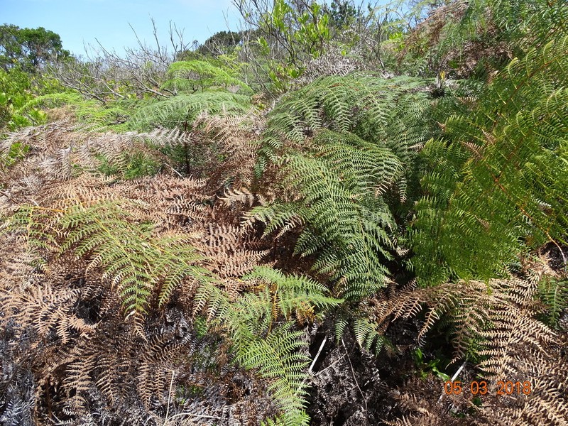 Tropical Brackenfern