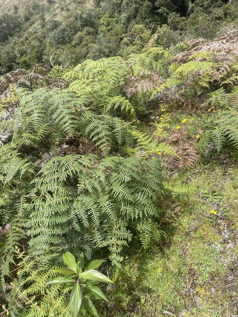 Tropical Brackenfern photo 2