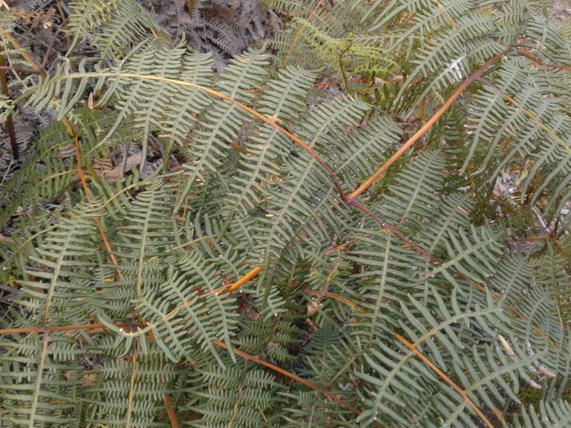 Tropical Brackenfern photo 3