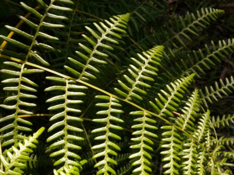 Tropical Brackenfern photo 4