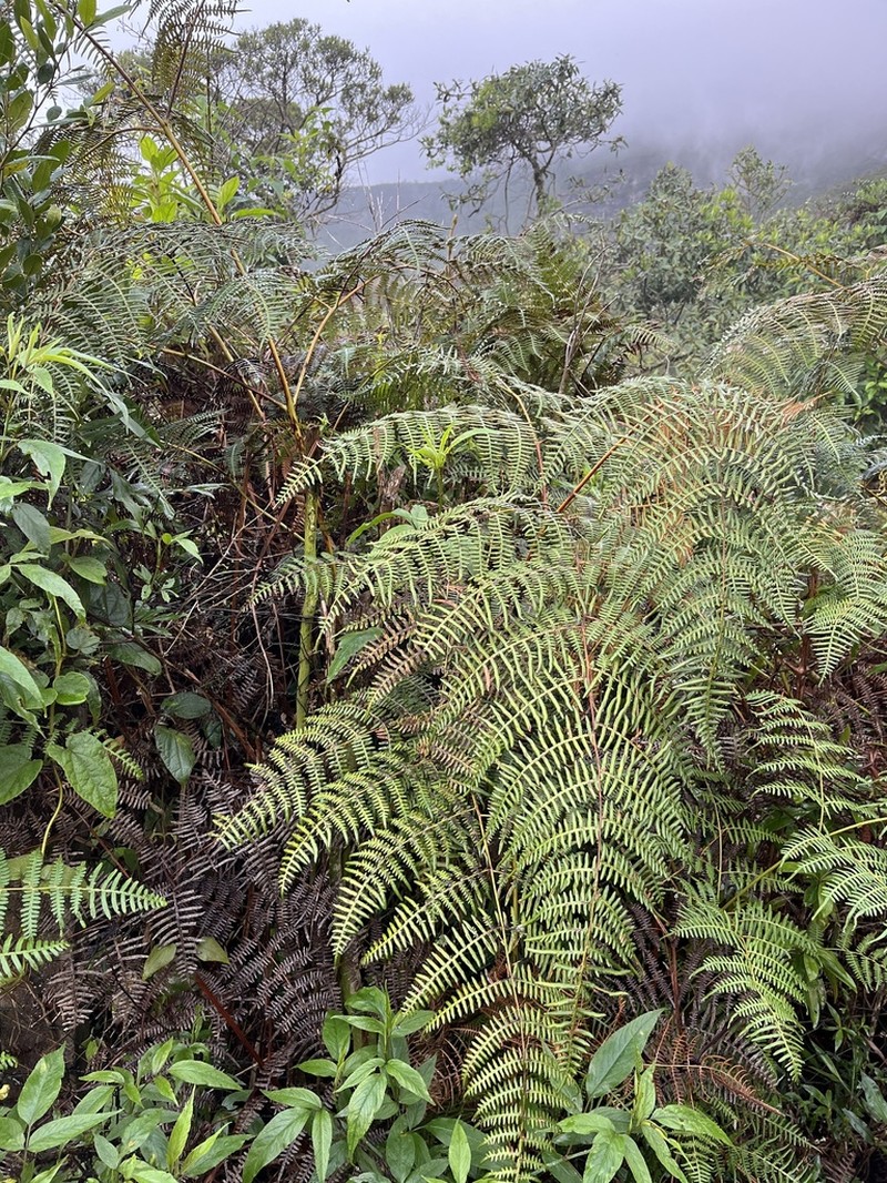 Tropical Brackenfern photo 5