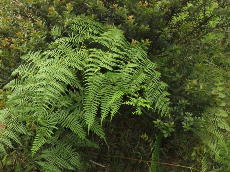 Tropical Brackenfern photo 6