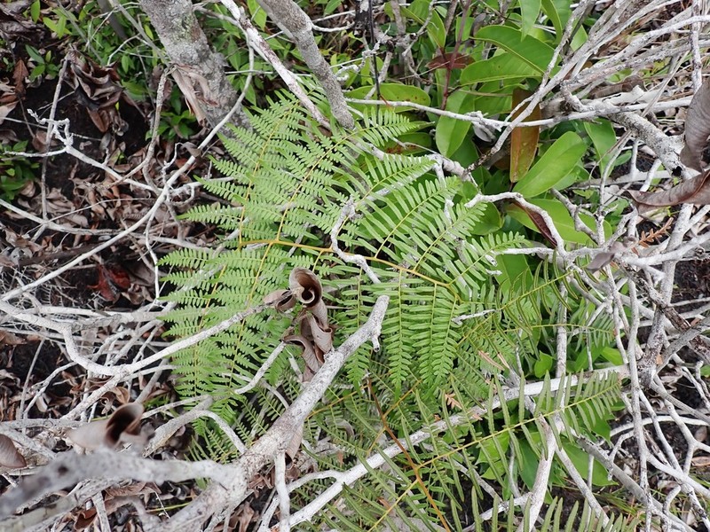 Tropical Brackenfern photo 7