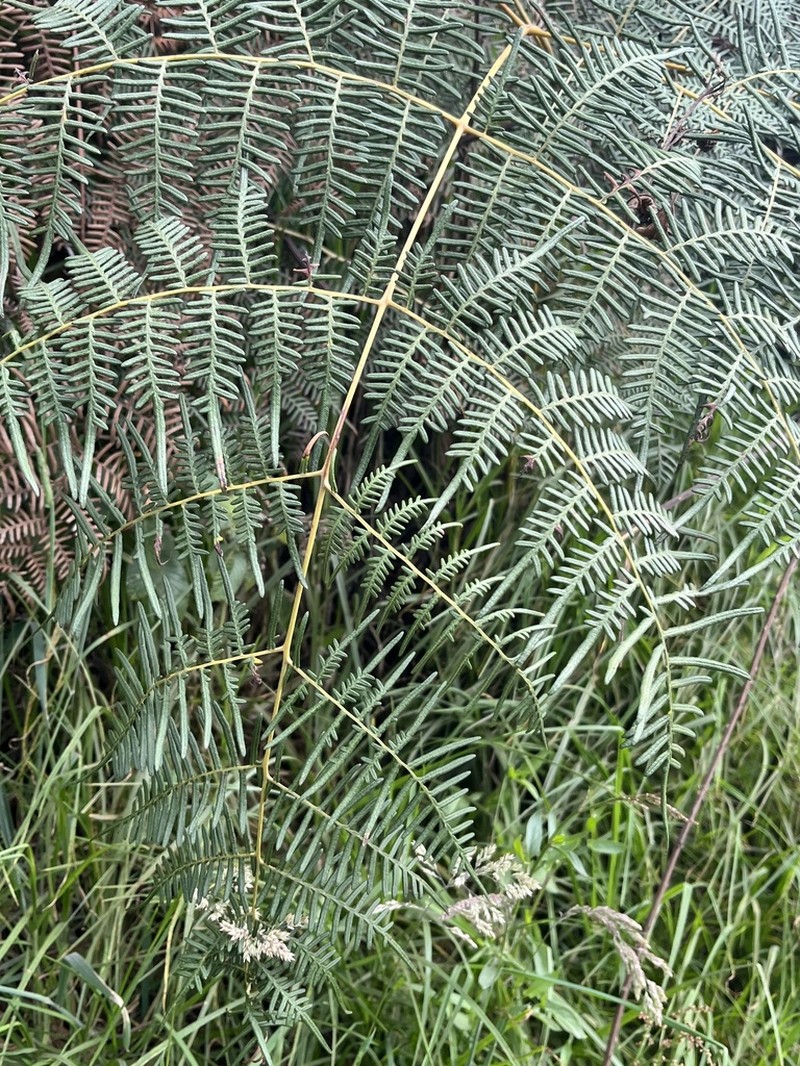 Tropical Brackenfern photo 8