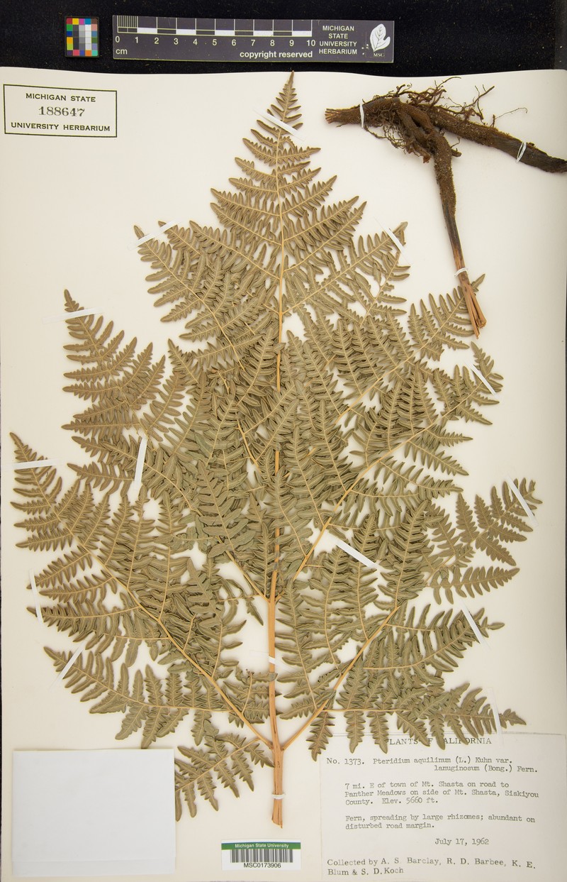 Pteridium capense photo 2