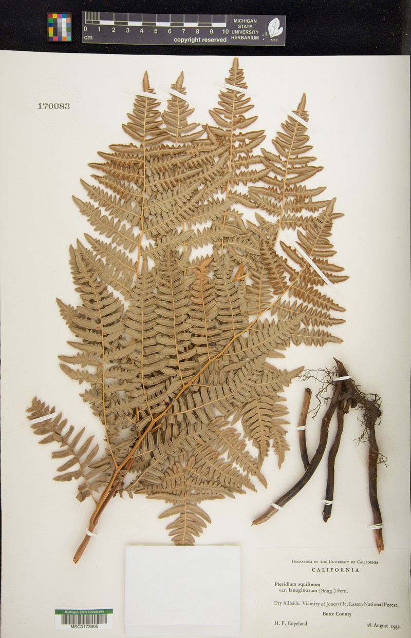 Pteridium capense photo 3
