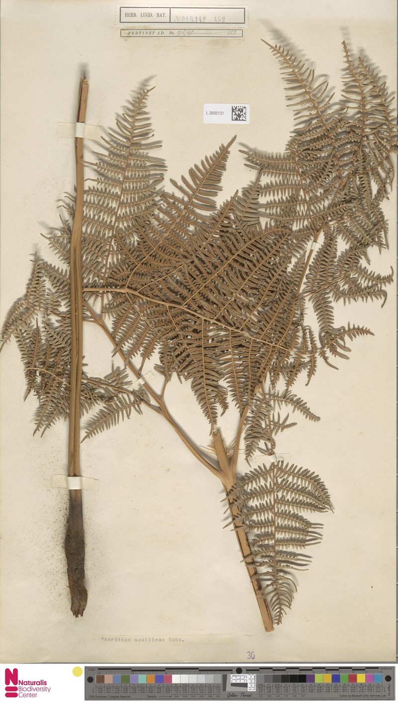 Pteridium capense photo 4