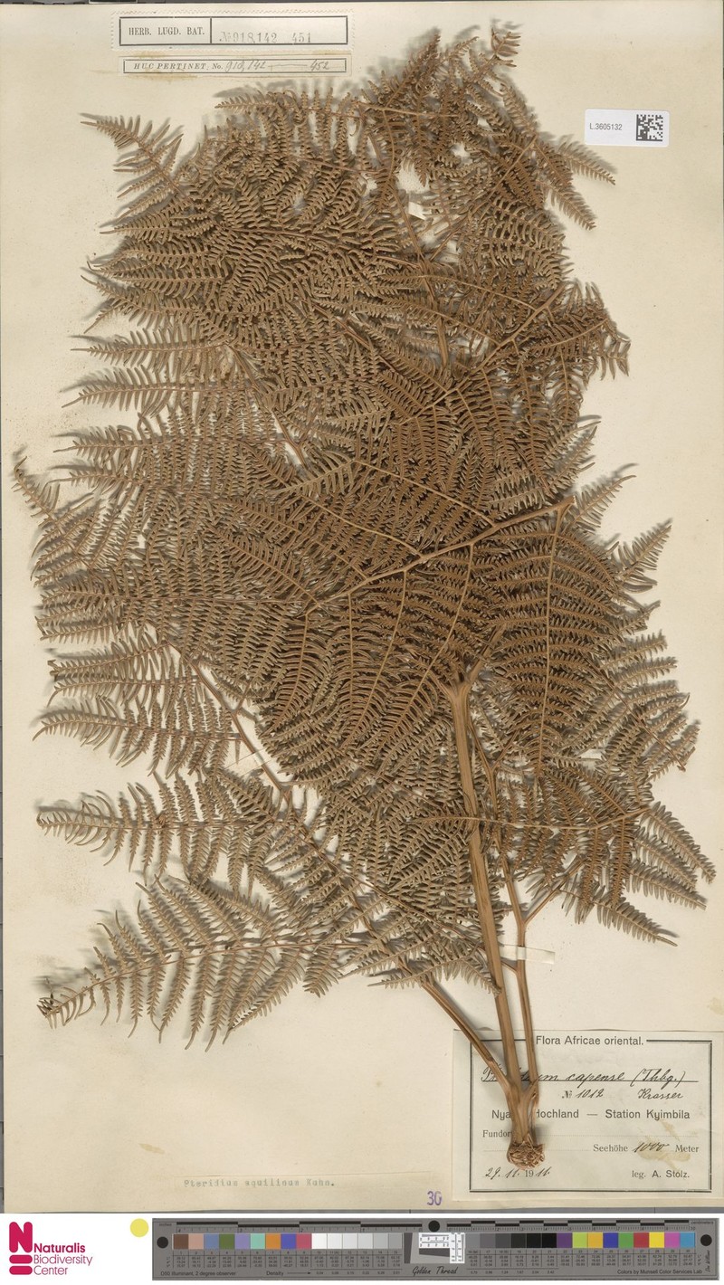 Pteridium capense photo 5