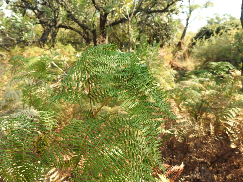 Pteridium capense