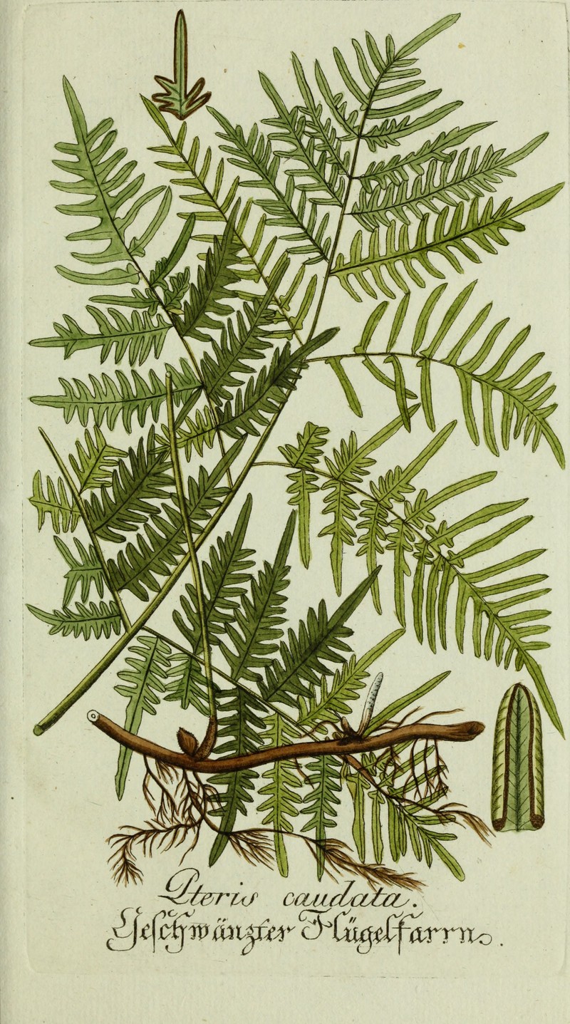 Southern Brackenfern photo 4