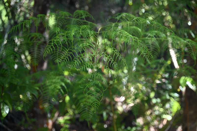 Southern Brackenfern photo 5