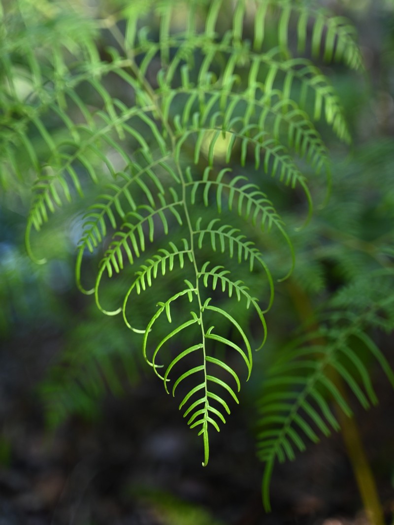 Southern Brackenfern photo 6
