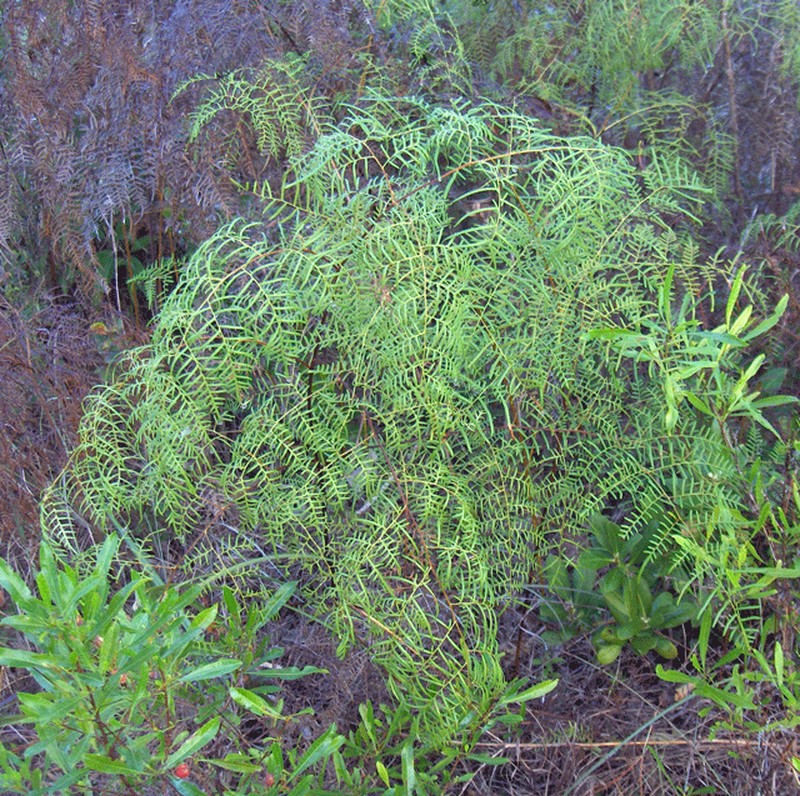Southern Brackenfern photo 2