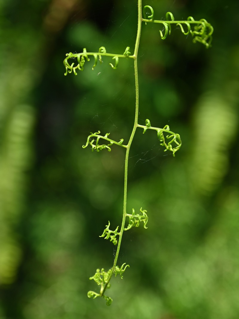 Southern Brackenfern