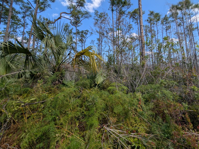 Southern Brackenfern photo 3