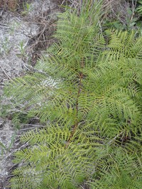 Southern Brackenfern