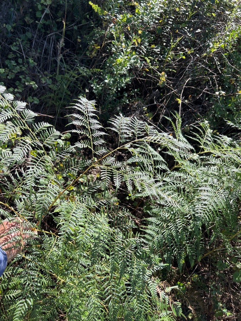 Southern Brackenfern photo 2