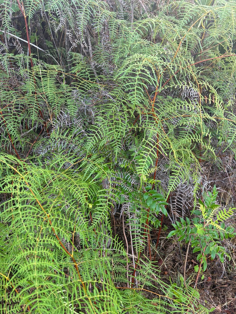 Southern Brackenfern photo 3
