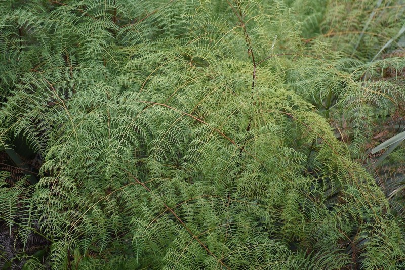 Southern Brackenfern photo 4