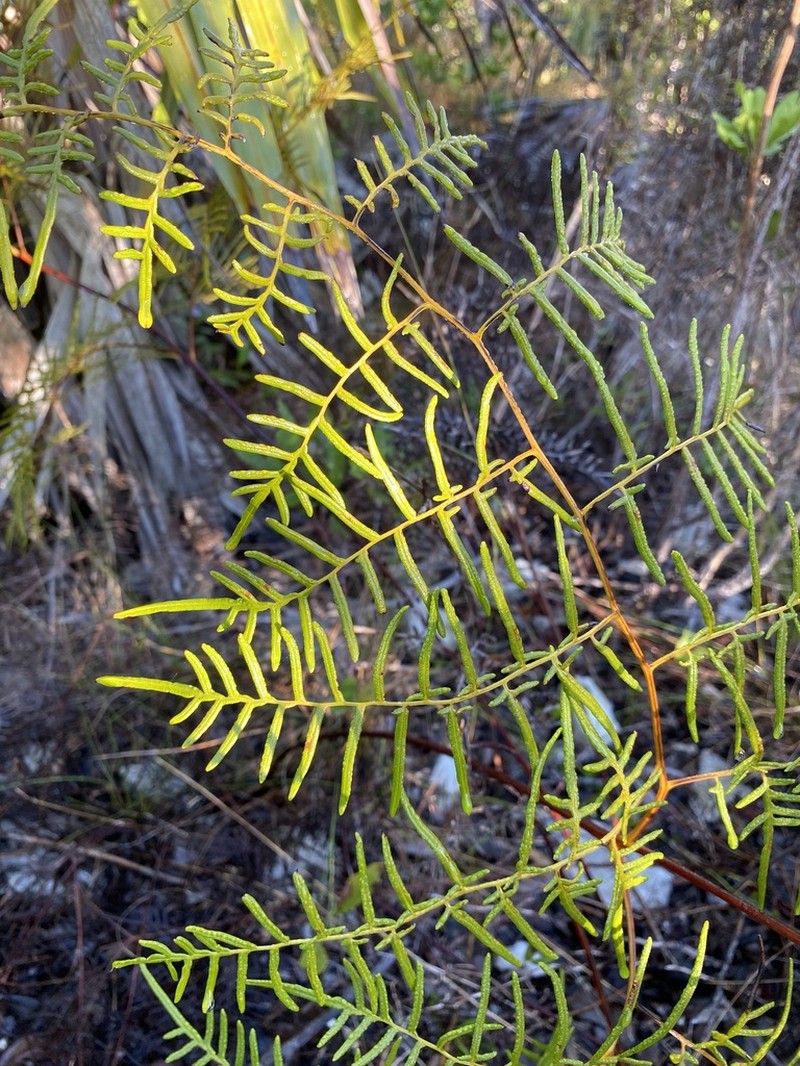 Southern Brackenfern photo 5