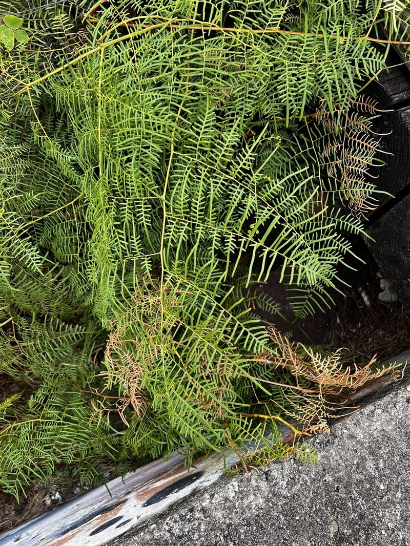 Southern Brackenfern photo 6