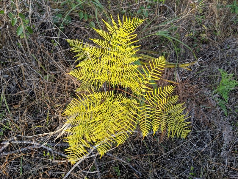Southern Brackenfern photo 7