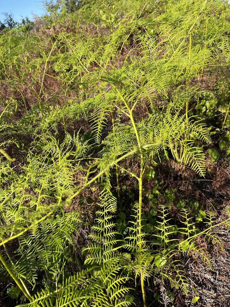 Southern Brackenfern photo 8