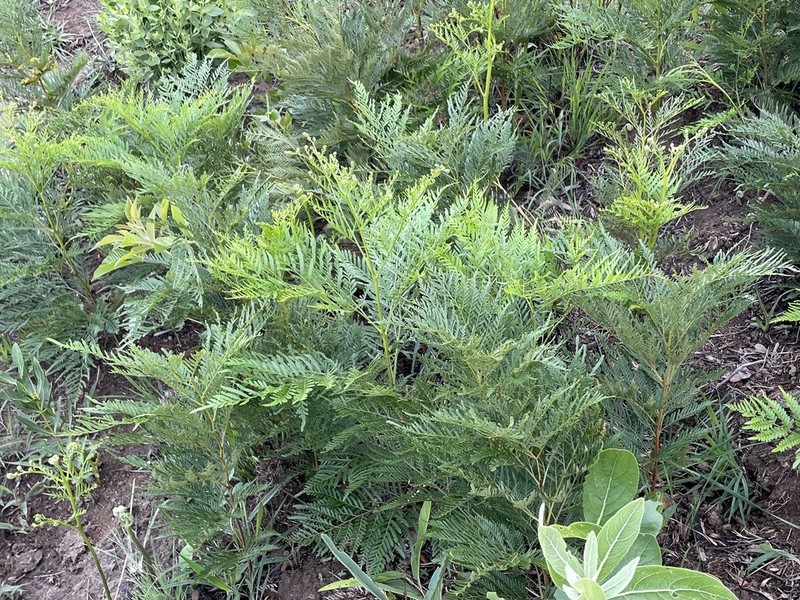 Pteridium centrali-africanum
