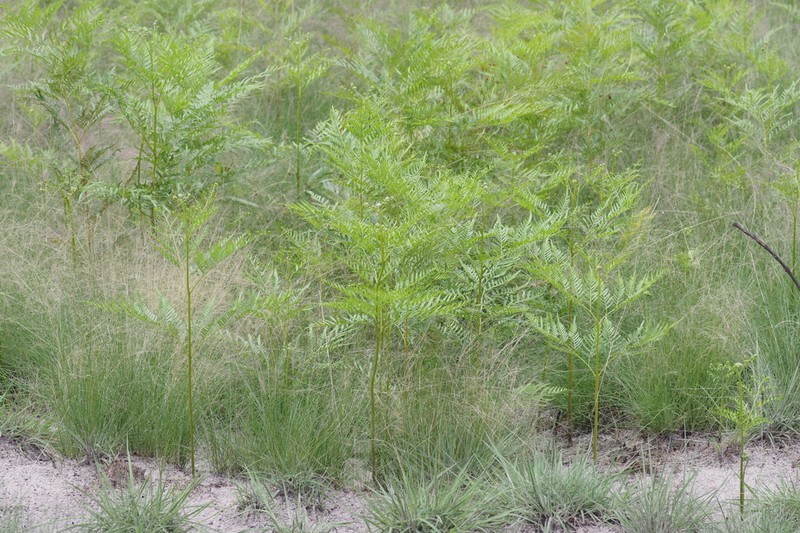 Pteridium centrali-africanum photo 2