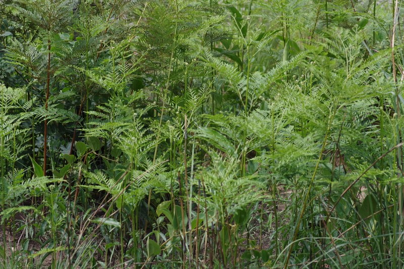 Pteridium centrali-africanum photo 3