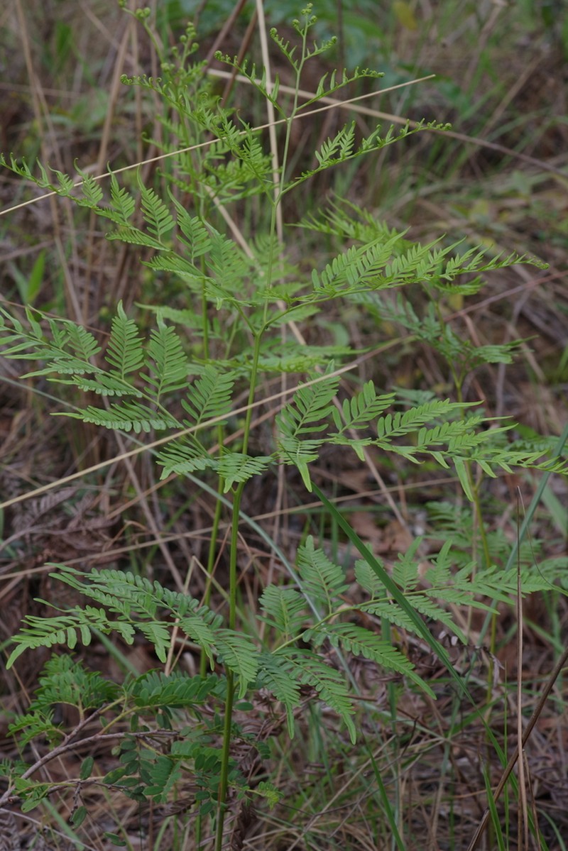 Pteridium centrali-africanum photo 4