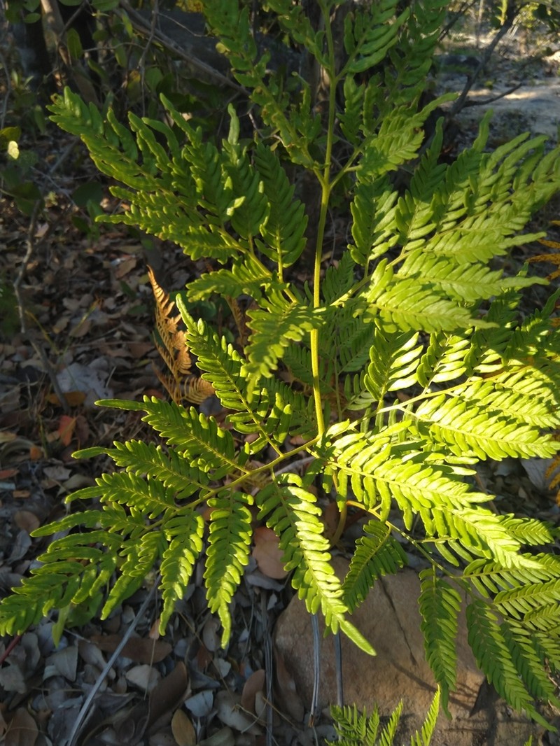 Pteridium centrali-africanum photo 5