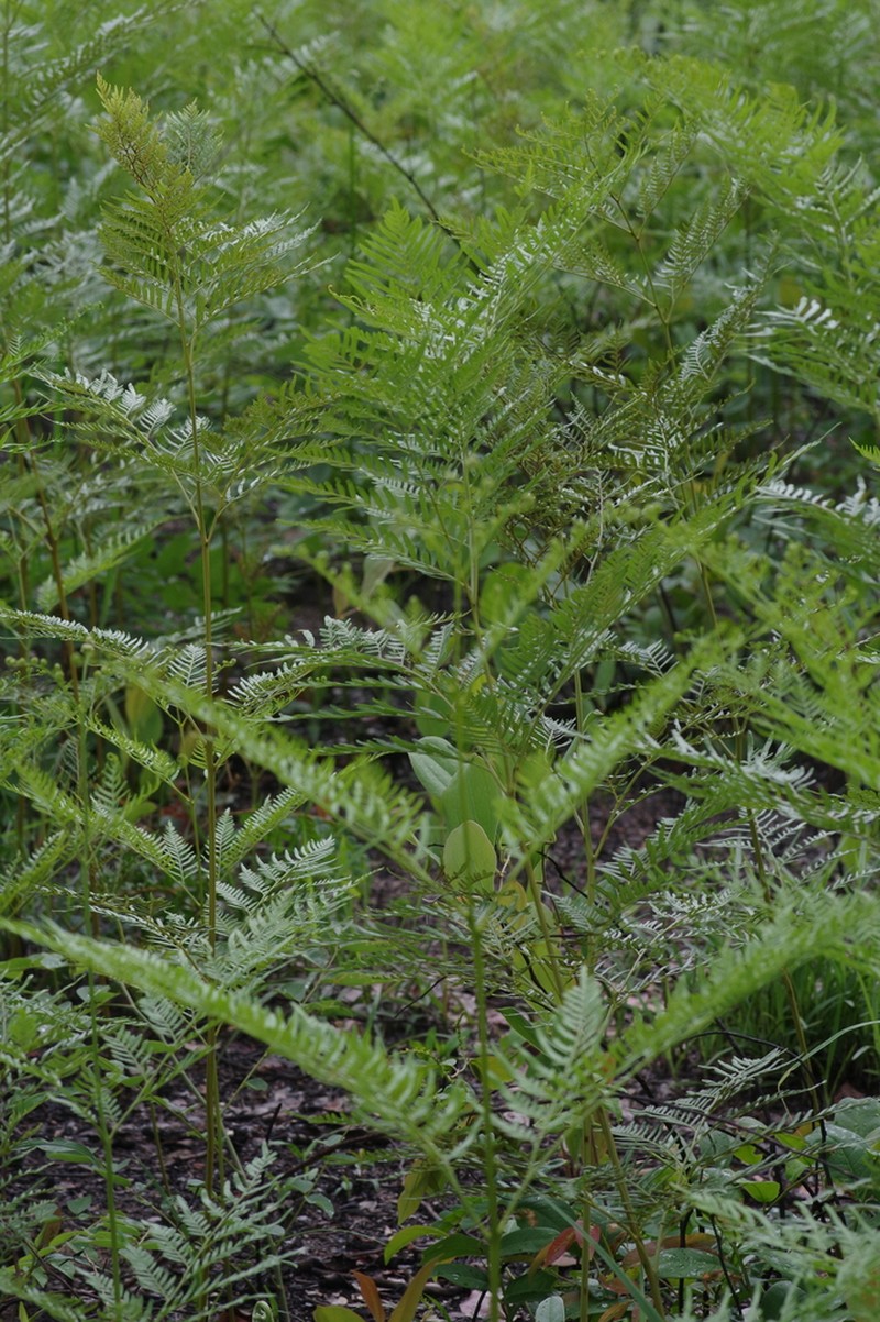 Pteridium centrali-africanum photo 6