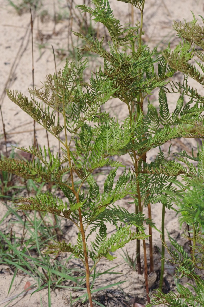 Pteridium centrali-africanum photo 7