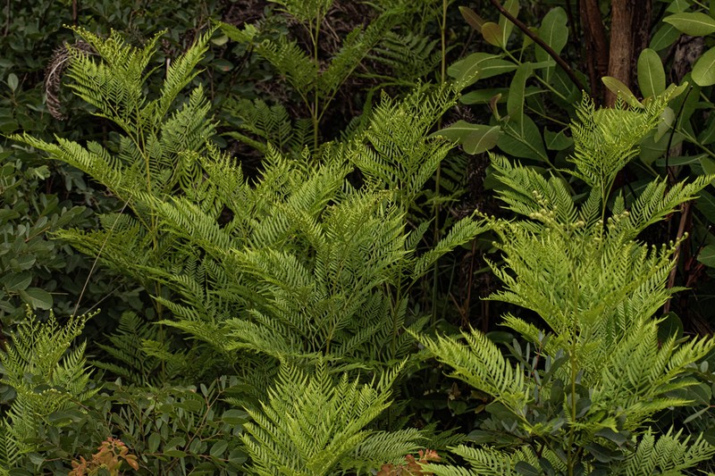 Pteridium centrali-africanum photo 8