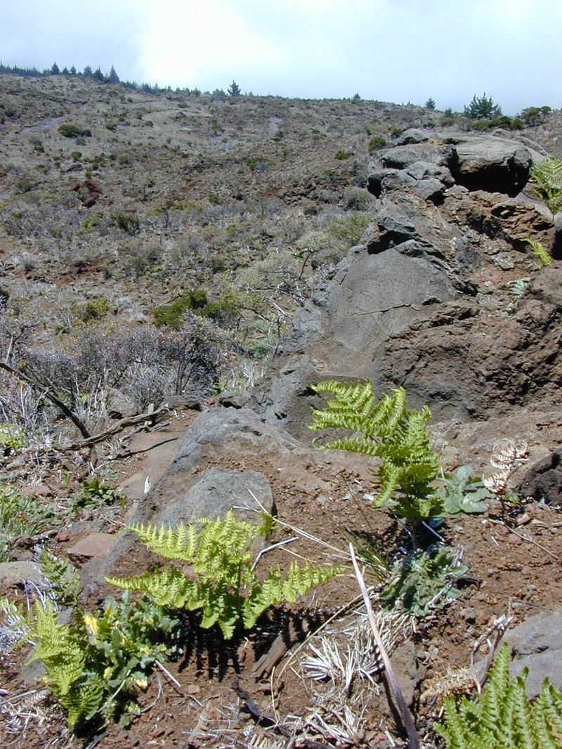 Pteridium decompositum photo 2