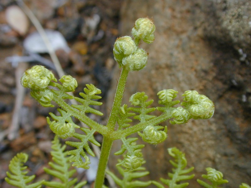 Pteridium decompositum photo 3
