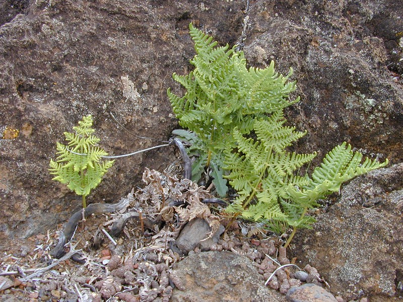 Pteridium decompositum