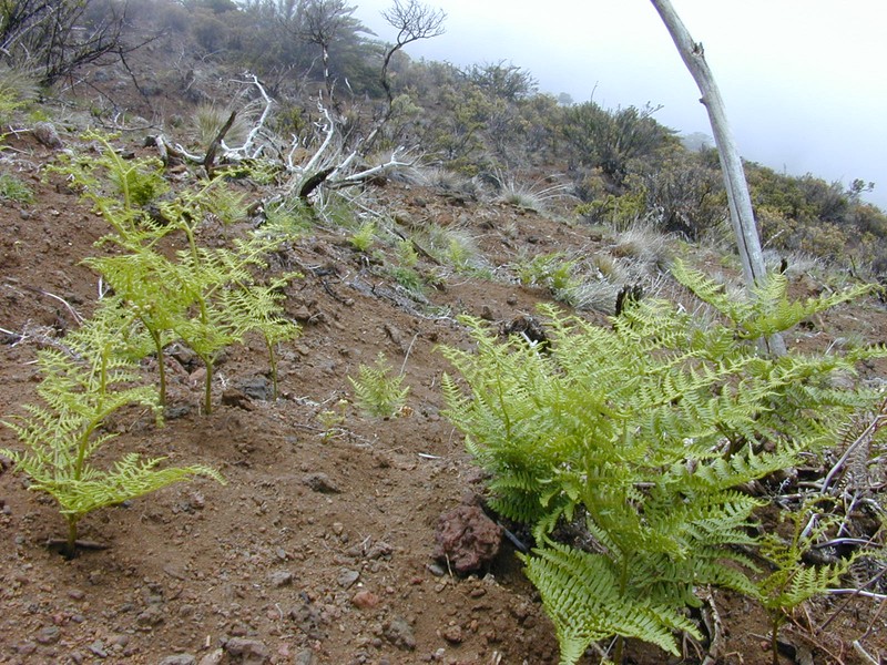 Pteridium decompositum photo 4