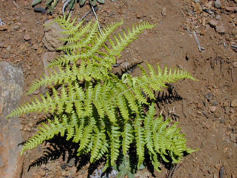 Pteridium decompositum photo 5