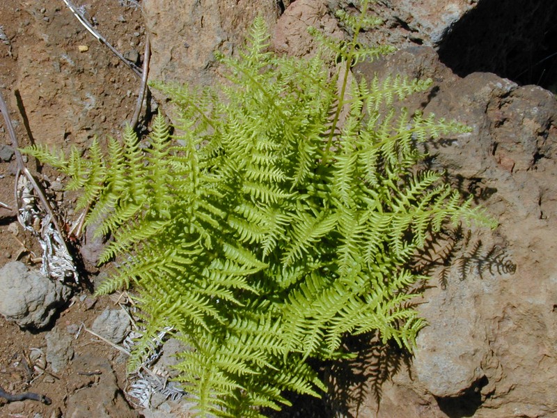 Pteridium decompositum photo 6