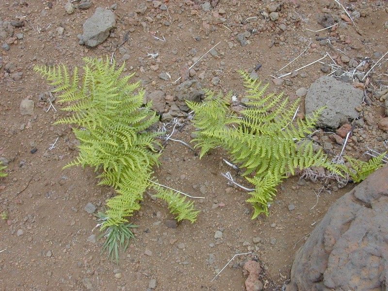 Pteridium decompositum photo 7