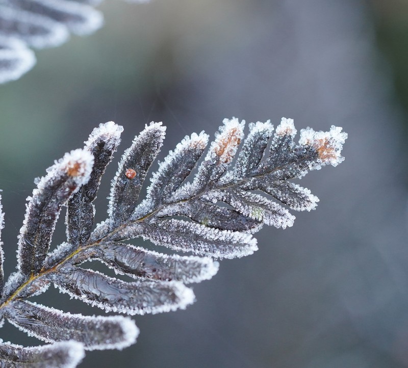 Pteridium esculentum photo 2