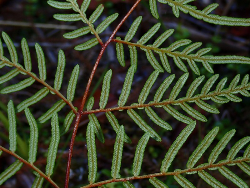 Pteridium esculentum photo 3