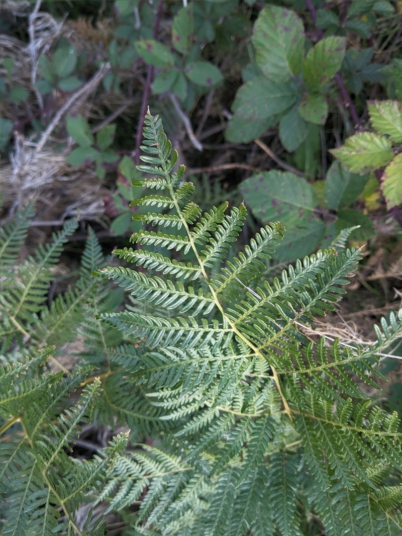 Pteridium esculentum photo 4