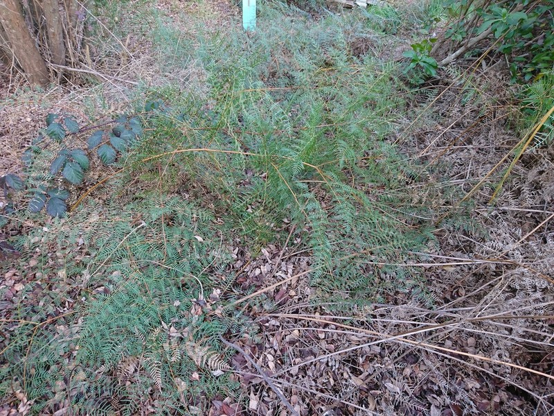Pteridium esculentum photo 5
