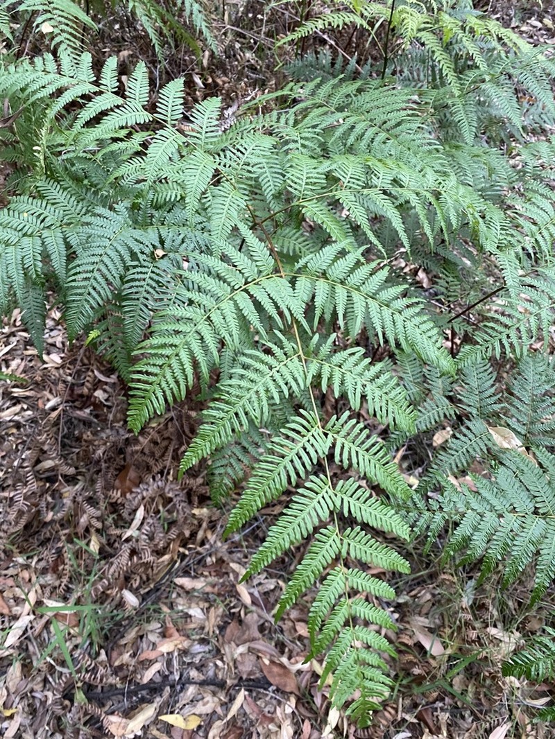 Pteridium esculentum photo 6