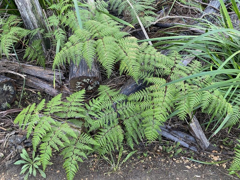 Pteridium esculentum photo 7